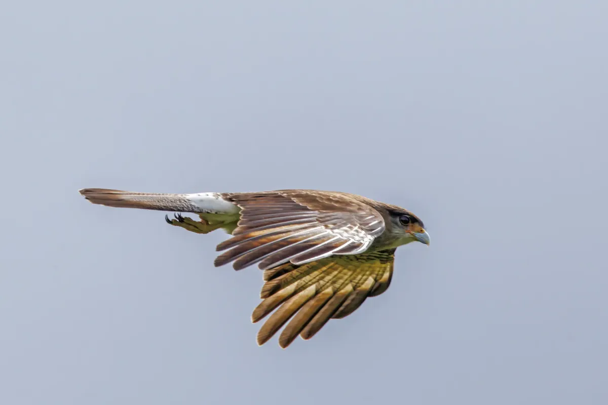 File:Chimango caracara (Daptrius chimango temucoensis) male in flight Chiloe.jpg