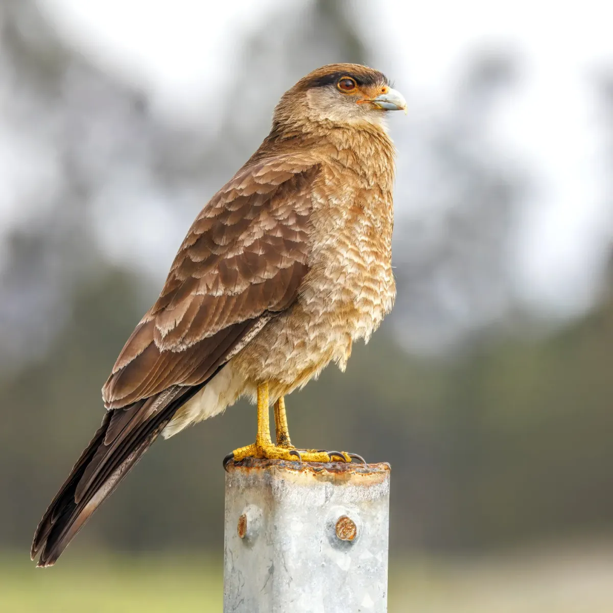 File:Chimango caracara (Daptrius chimango temucoensis) male Chiloe.jpg