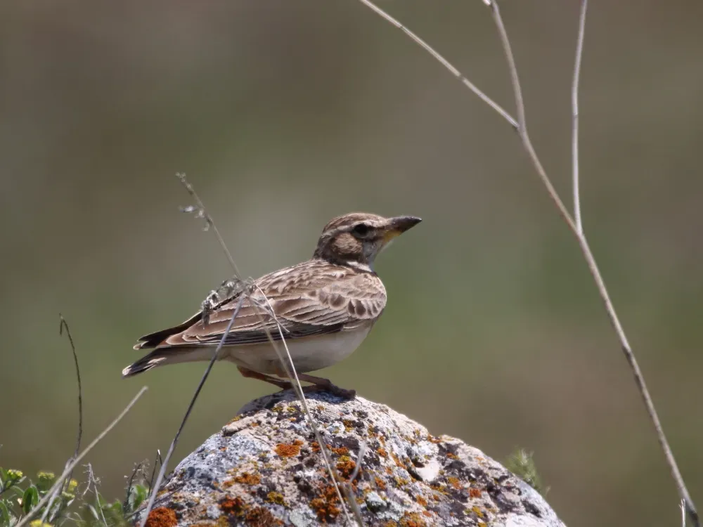 File:Melanocorypha bimaculata from iNaturalist photo 75774546.jpg