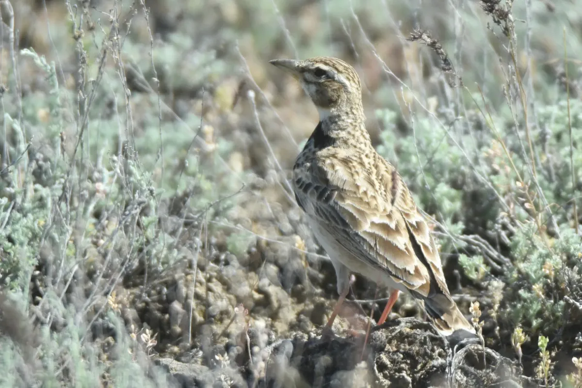 File:Melanocorypha bimaculata from iNaturalist photo 504864727.jpg