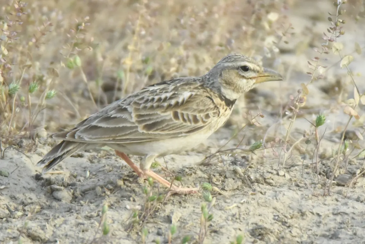 File:Melanocorypha bimaculata from iNaturalist photo 505149327.jpg
