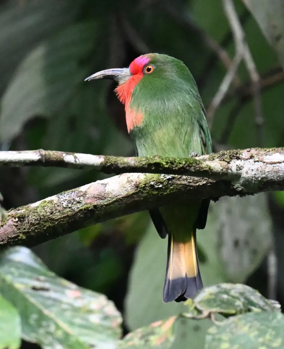 File:Nyctyornis amictus 456395862.jpg