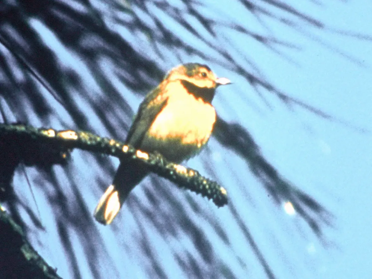 File:Vermivora bachmanii (cropped).jpg