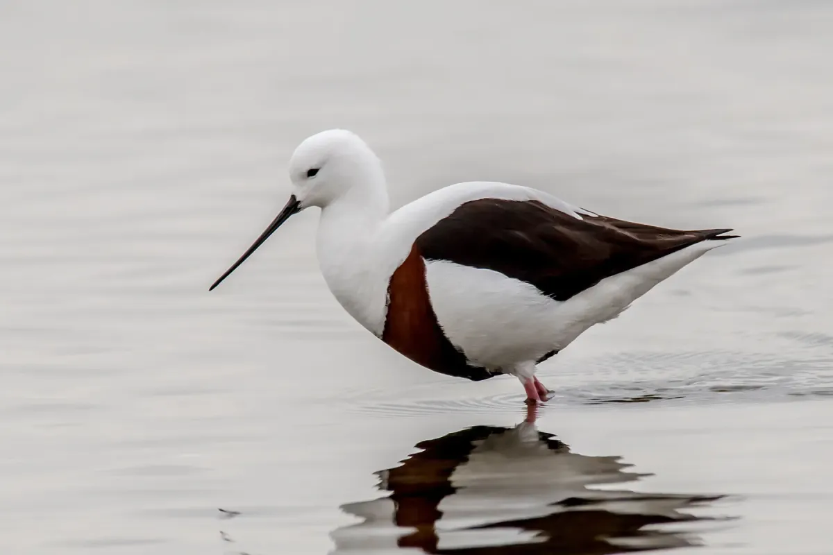 File:Cladorhynchus leucocephalus 149376271.jpg