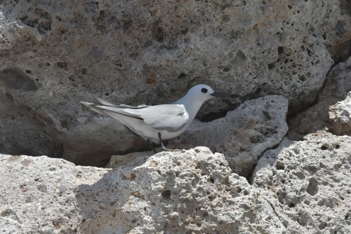 File:Anous albivitta 180559057.jpg