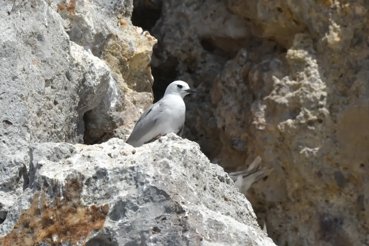 File:Anous albivitta 180559225.jpg