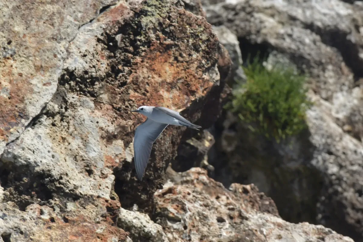 File:Anous albivitta 180558973.jpg