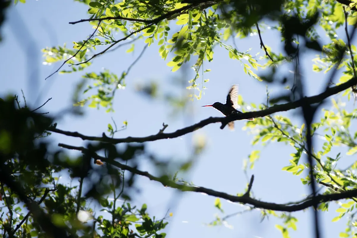 File:Chlorestes cyanus ssp. cyanus en Área Protegida Montes del Queguay.jpg