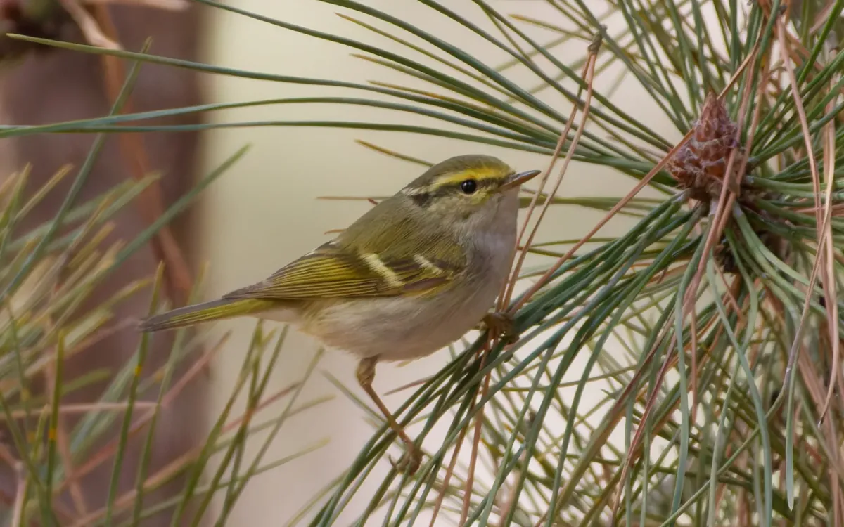 File:Phylloscopus proregulus from iNaturalist photo 464132426.jpg