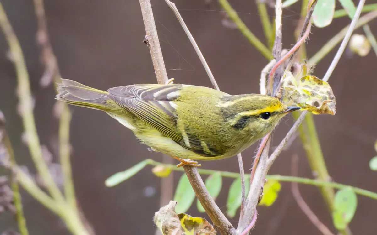 File:Phylloscopus proregulus from iNaturalist photo 584812905.jpg