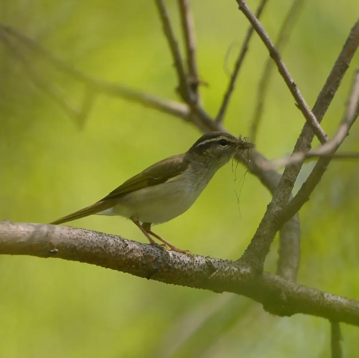 File:Phylloscopus borealoides from iNaturalist photo 201086587.jpg