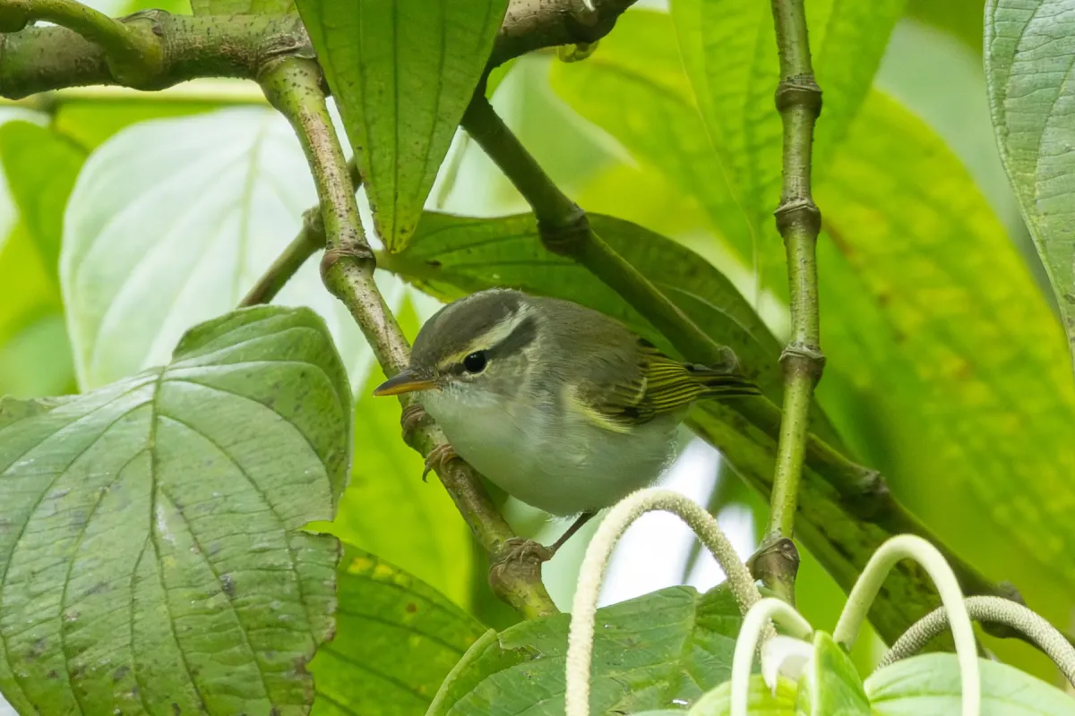 File:Phylloscopus coronatus from iNaturalist photo 493197957.jpg