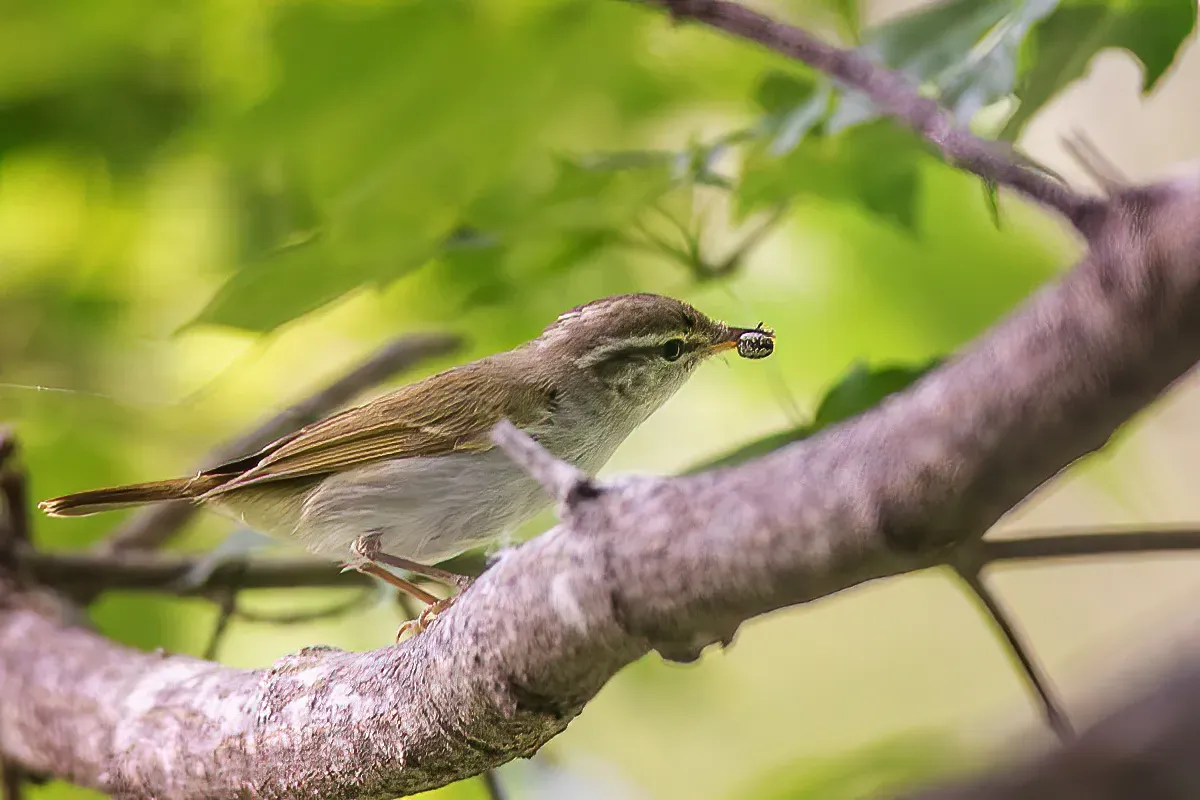 File:Phylloscopus coronatus from iNaturalist photo 144291594.jpg