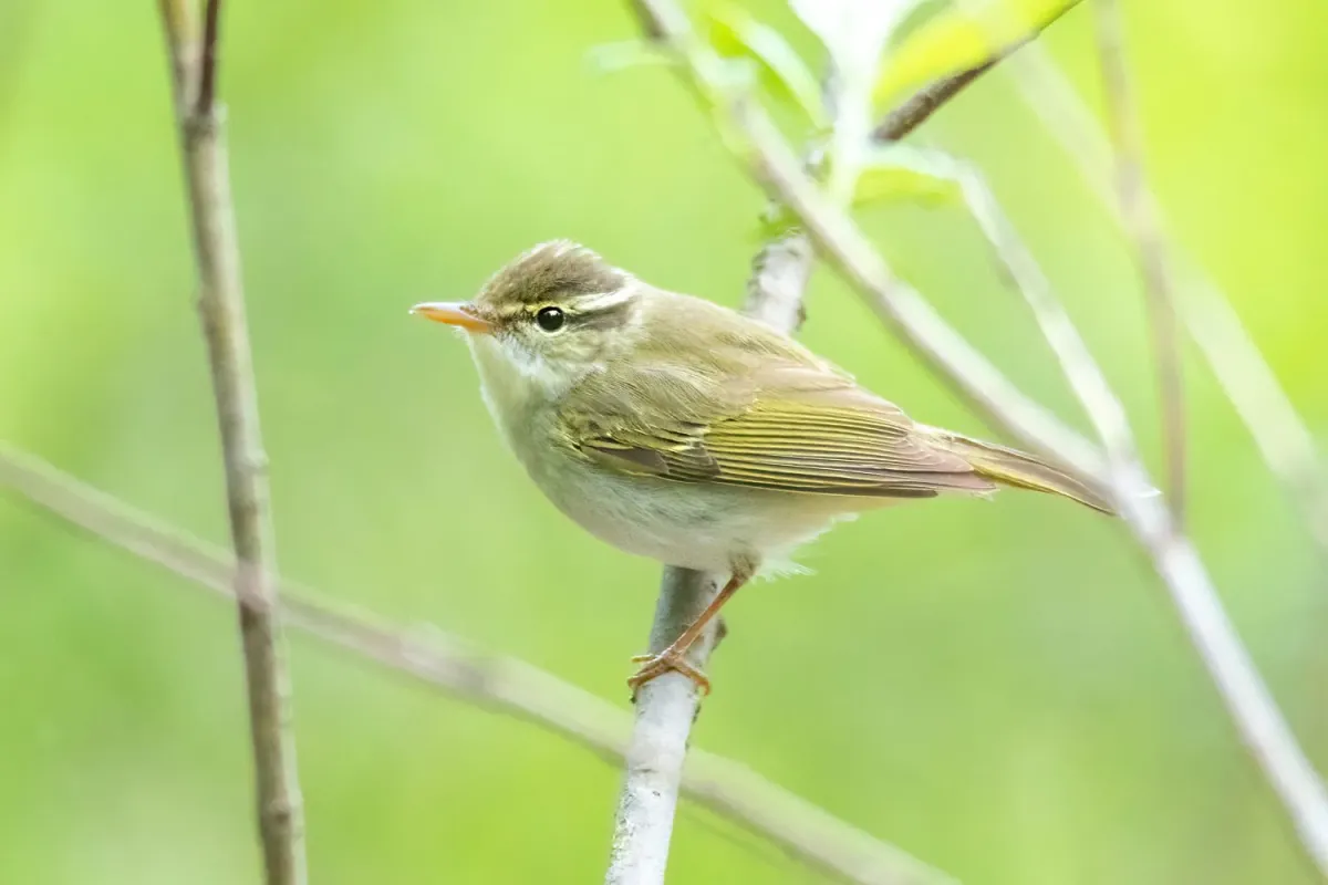 File:Phylloscopus coronatus from iNaturalist photo 397671204.jpg