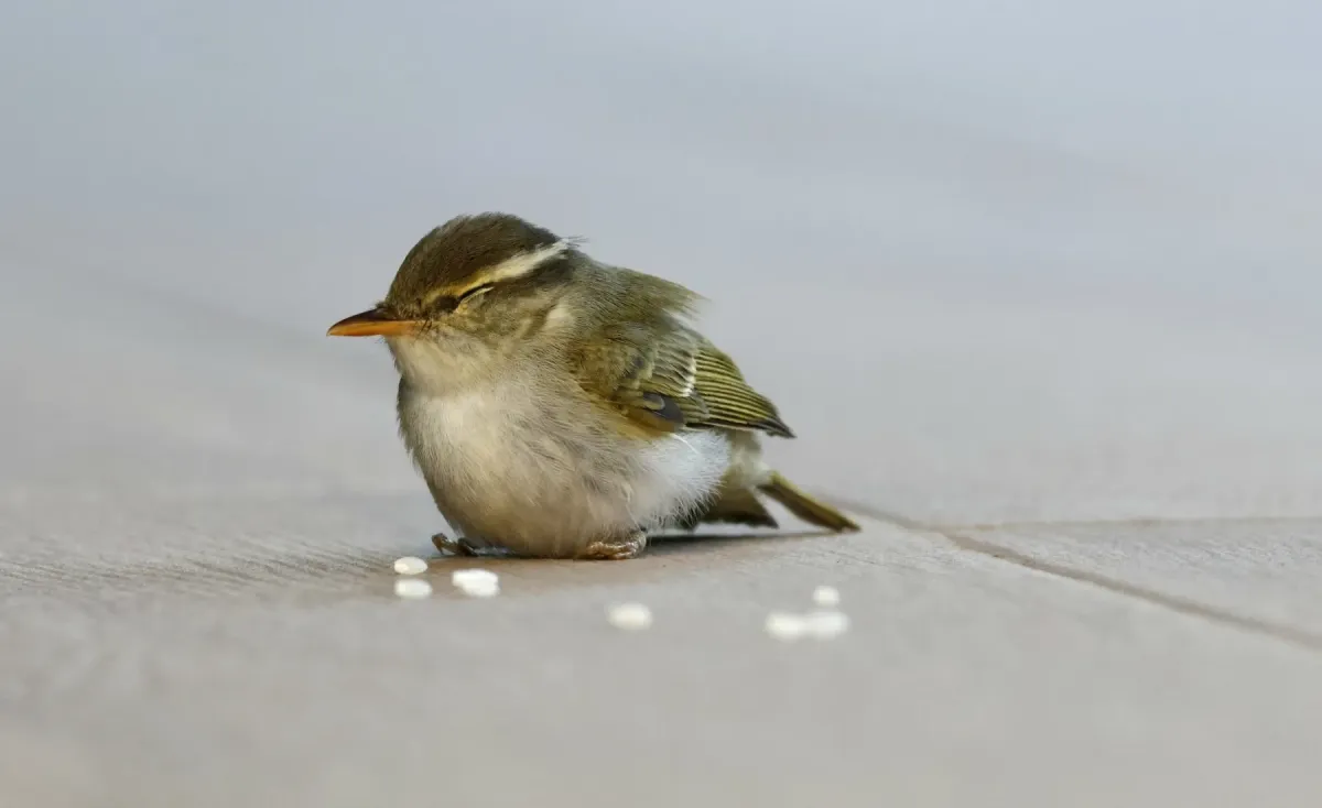 File:Phylloscopus coronatus from iNaturalist photo 436124446.jpg