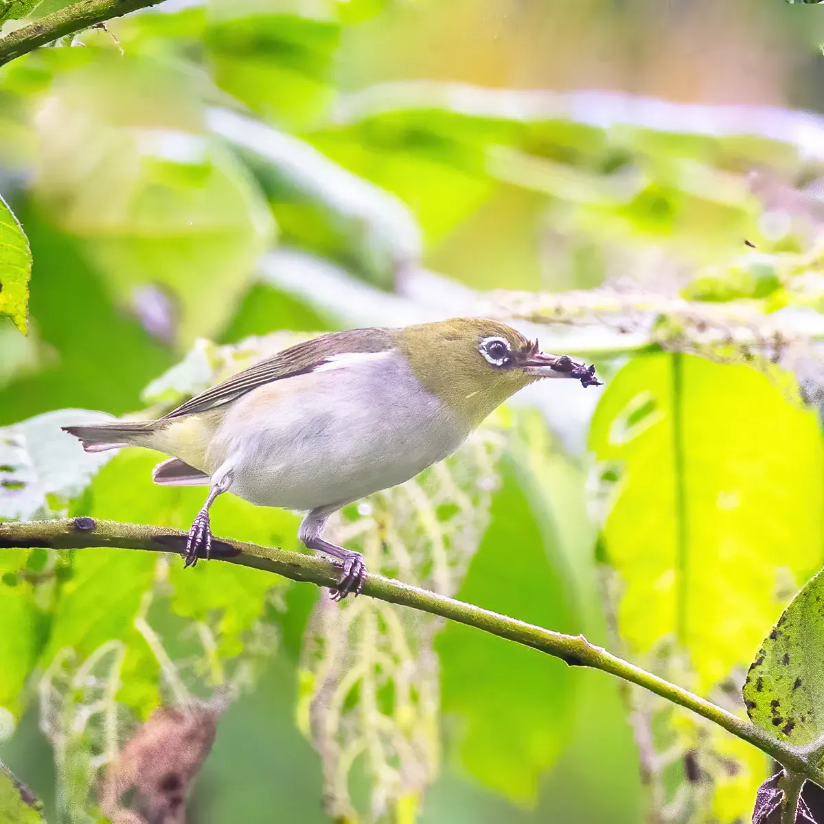 File:Zosterops erythropleurus from iNaturalist photo 144344524.jpg
