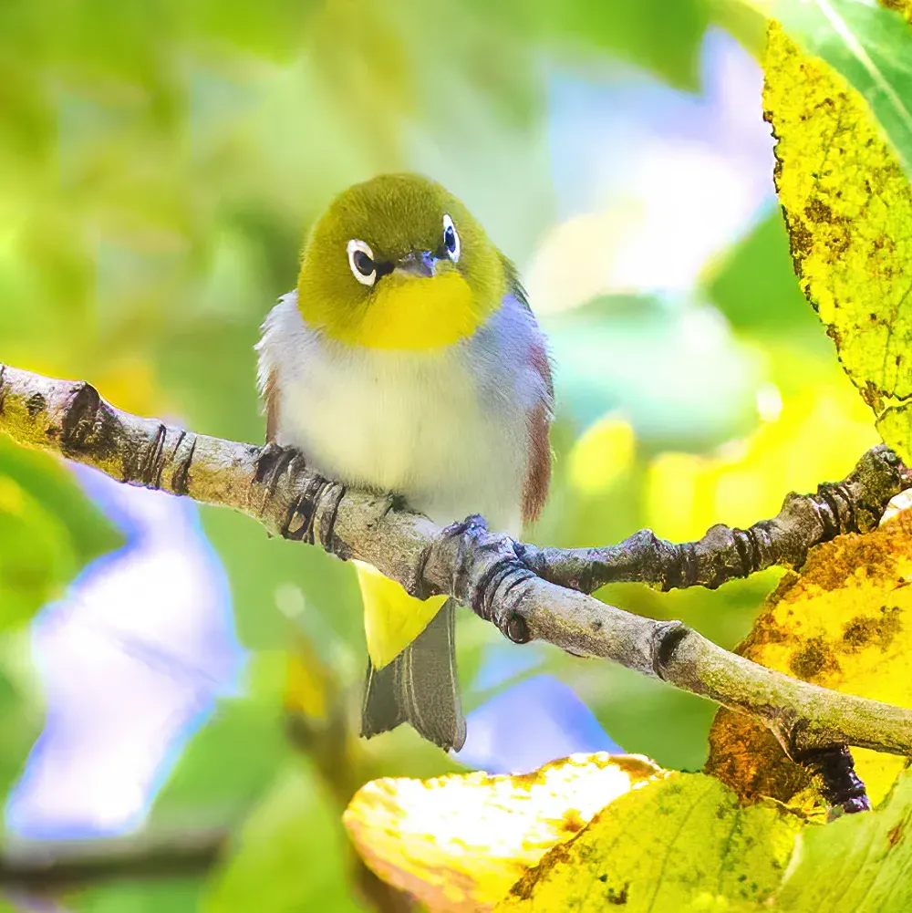 File:Zosterops erythropleurus from iNaturalist photo 159787380.jpg