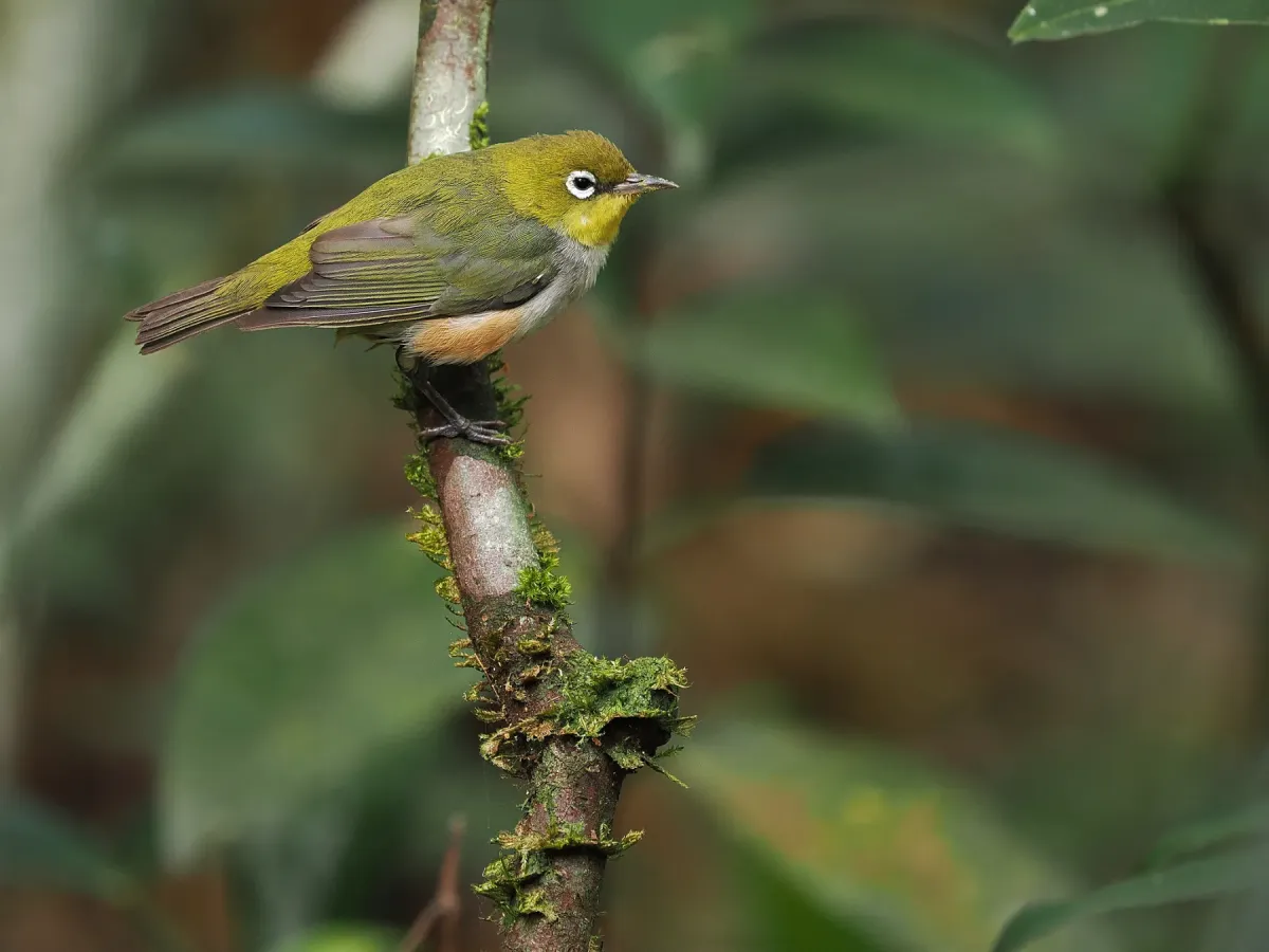 File:Zosterops erythropleurus from iNaturalist photo 345489131.jpg
