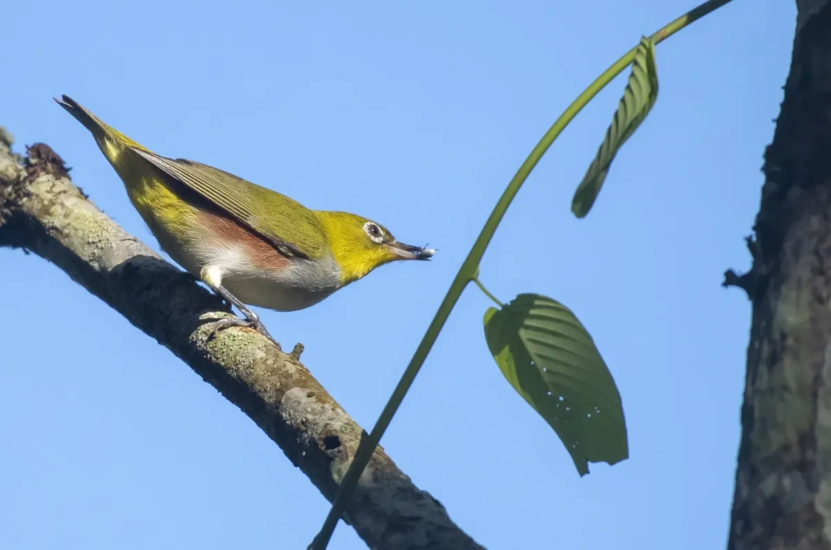 File:Zosterops erythropleurus from iNaturalist photo 450773912.jpg