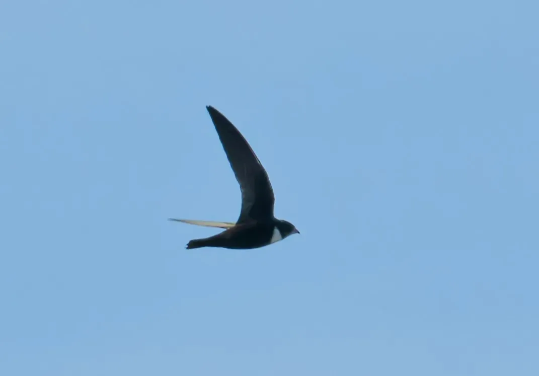 File:Streptoprocne biscutata 586981586.jpg