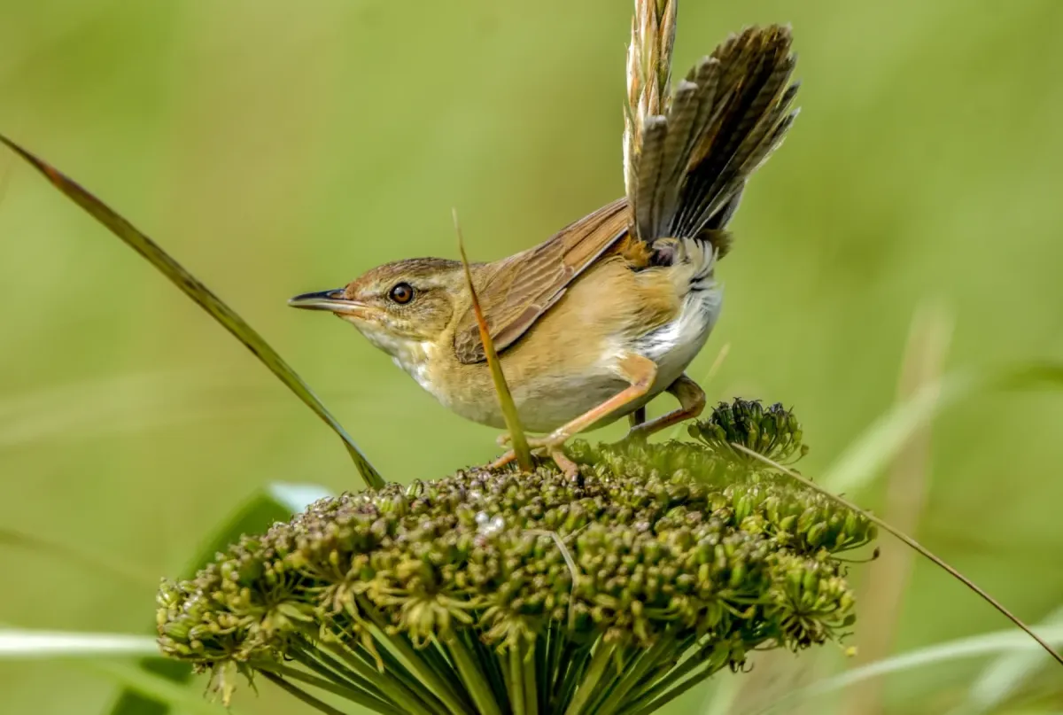 File:Helopsaltes ochotensis from Naturalist photo 210528838.jpg