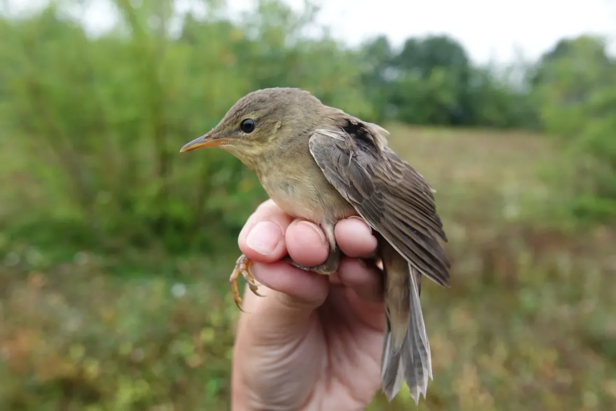 File:Helopsaltes ochotensis from Naturalist photo 314748160.jpg