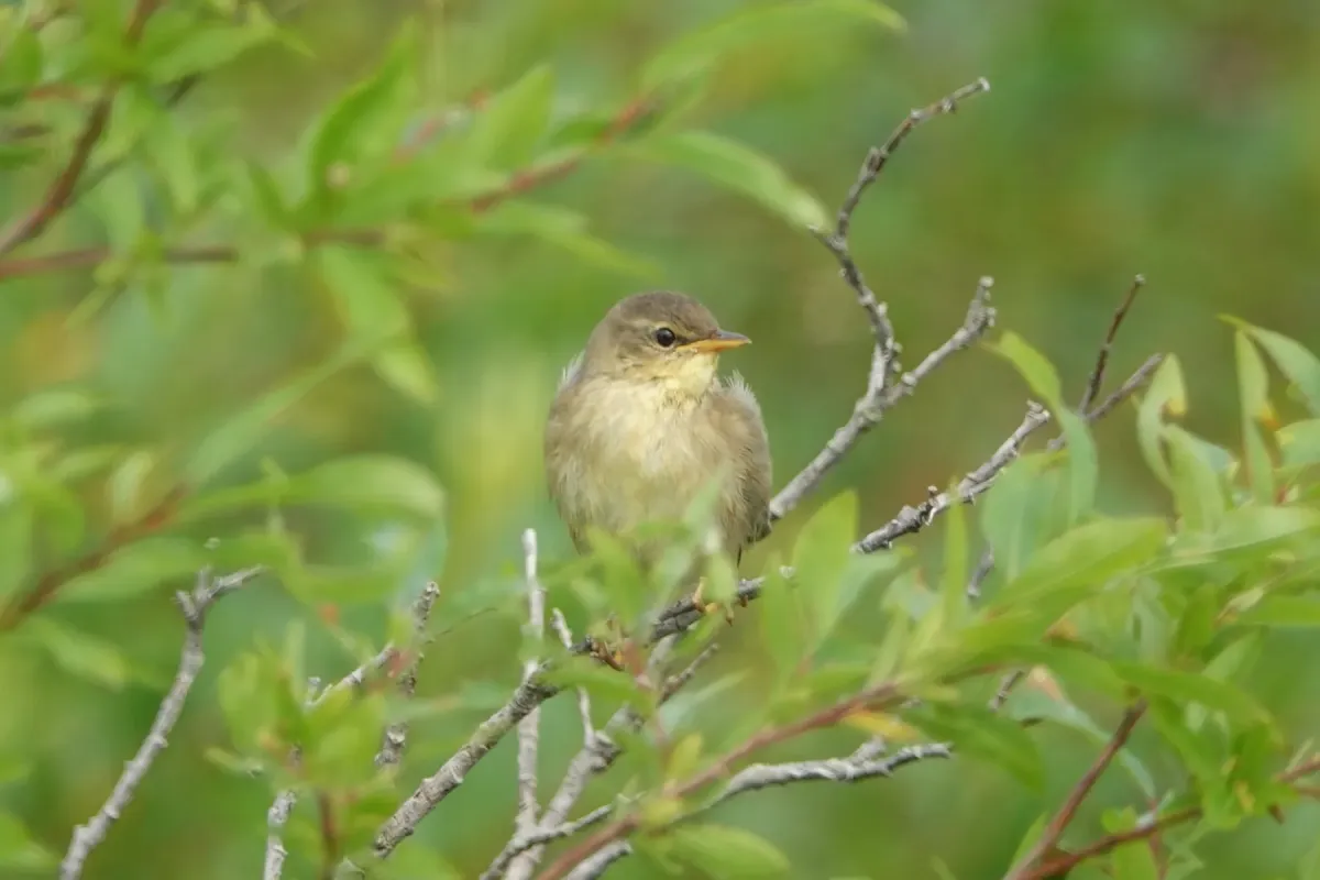 File:Helopsaltes ochotensis from Naturalist photo 312161935.jpg