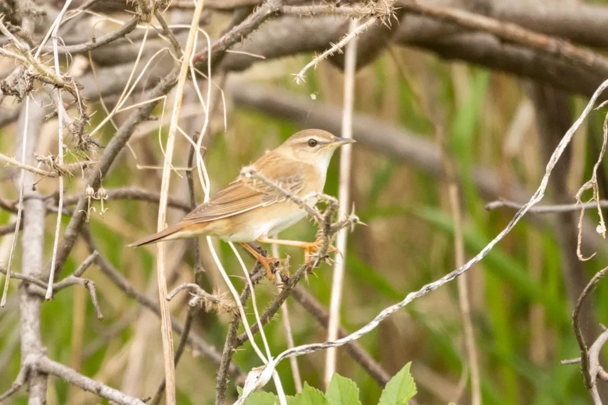 File:Helopsaltes ochotensis from Naturalist photo 517641086.jpg
