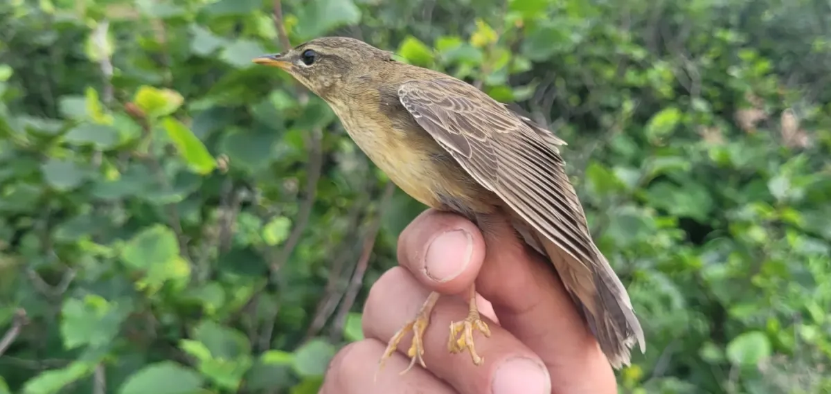 File:Helopsaltes ochotensis from Naturalist photo 559966438.jpg