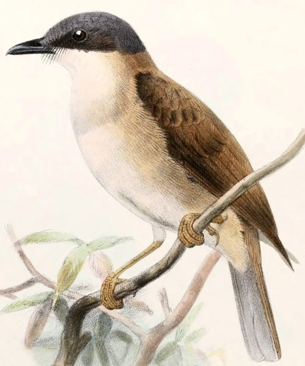 File:Pachycephala phaionota Smit 2.jpg