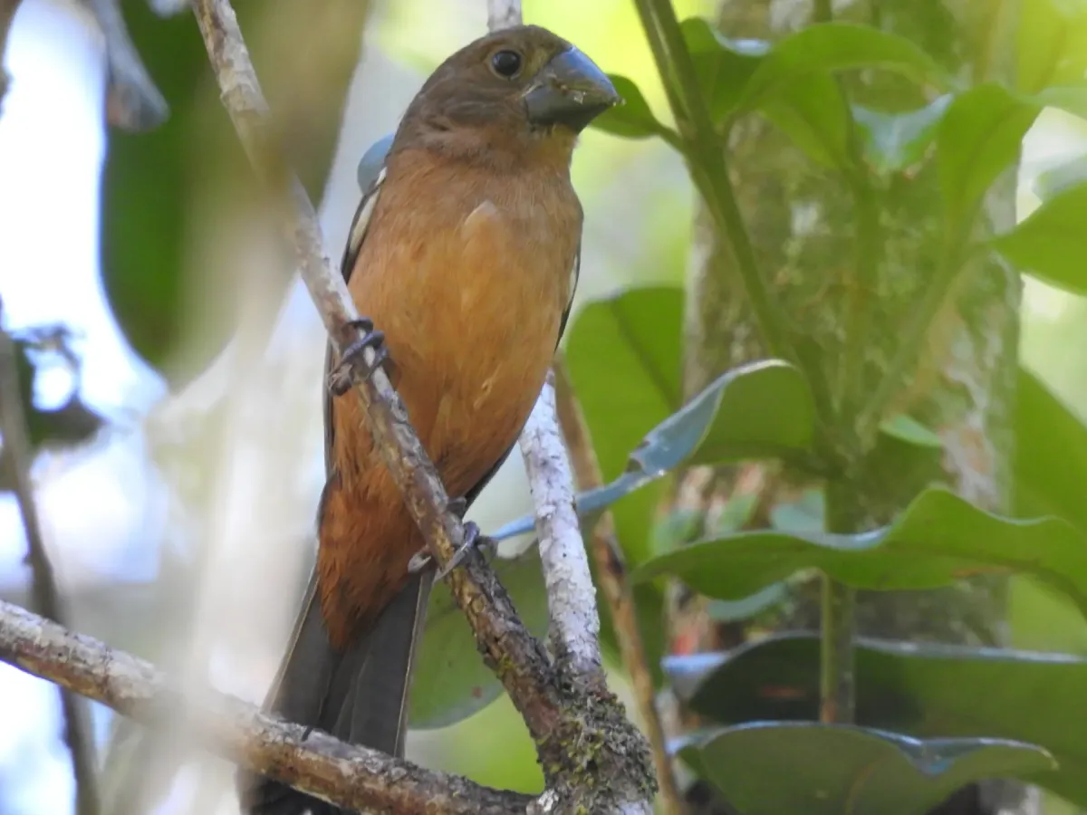 File:Sporophila angolensis - Marcelo Schmidt Roberti - 424293641.jpeg