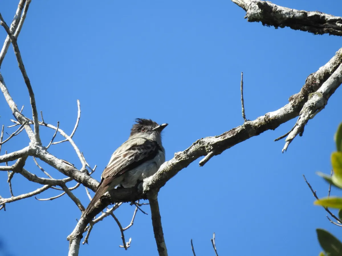 File:Sirystes sibilator - Marcelo Schmidt Roberti - 424293639.jpeg