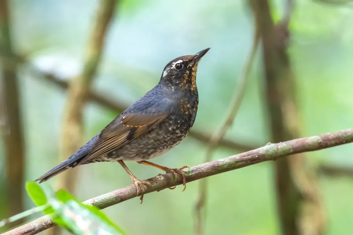 File:Geokichla sibirica, Gung Ré, Di Linh, Lâm Đồng, Vietnam 586672247.jpg