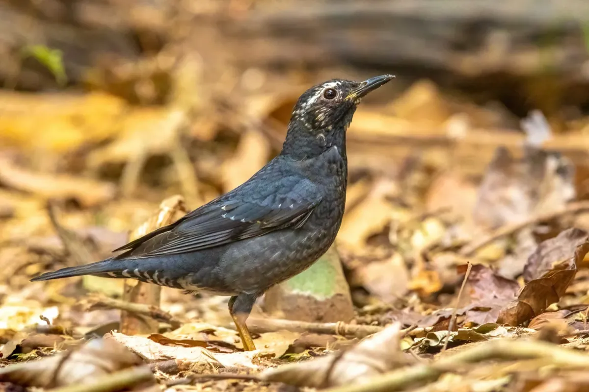File:Geokichla sibirica from iNaturalist photo 354550855.jpg