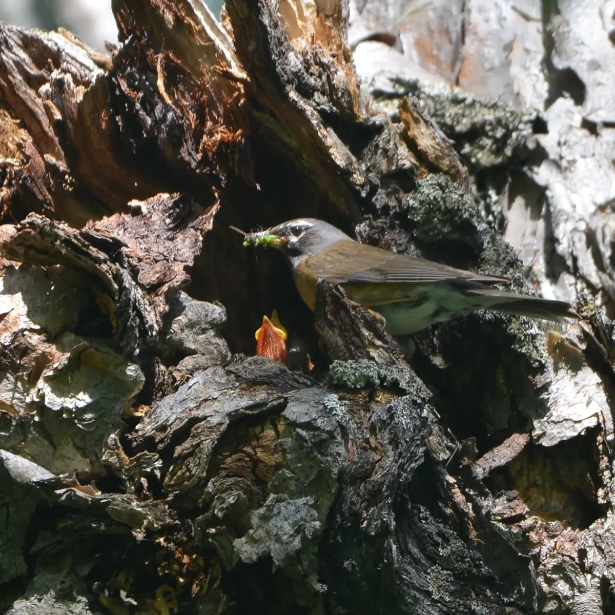 File:Turdus obscurus feeding from iNaturalist photo 210538053.jpg