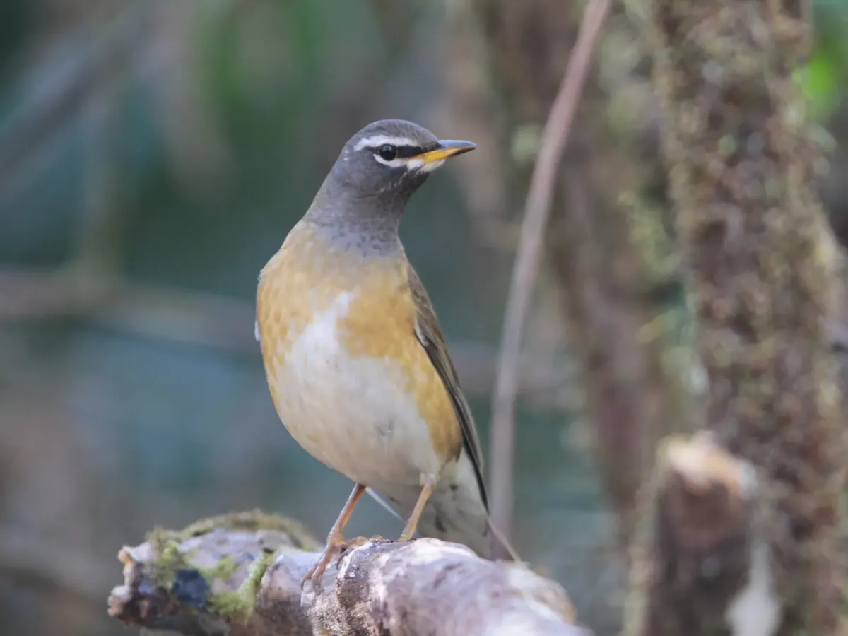 File:Turdus obscurus from iNaturalist photo 546305844.jpg