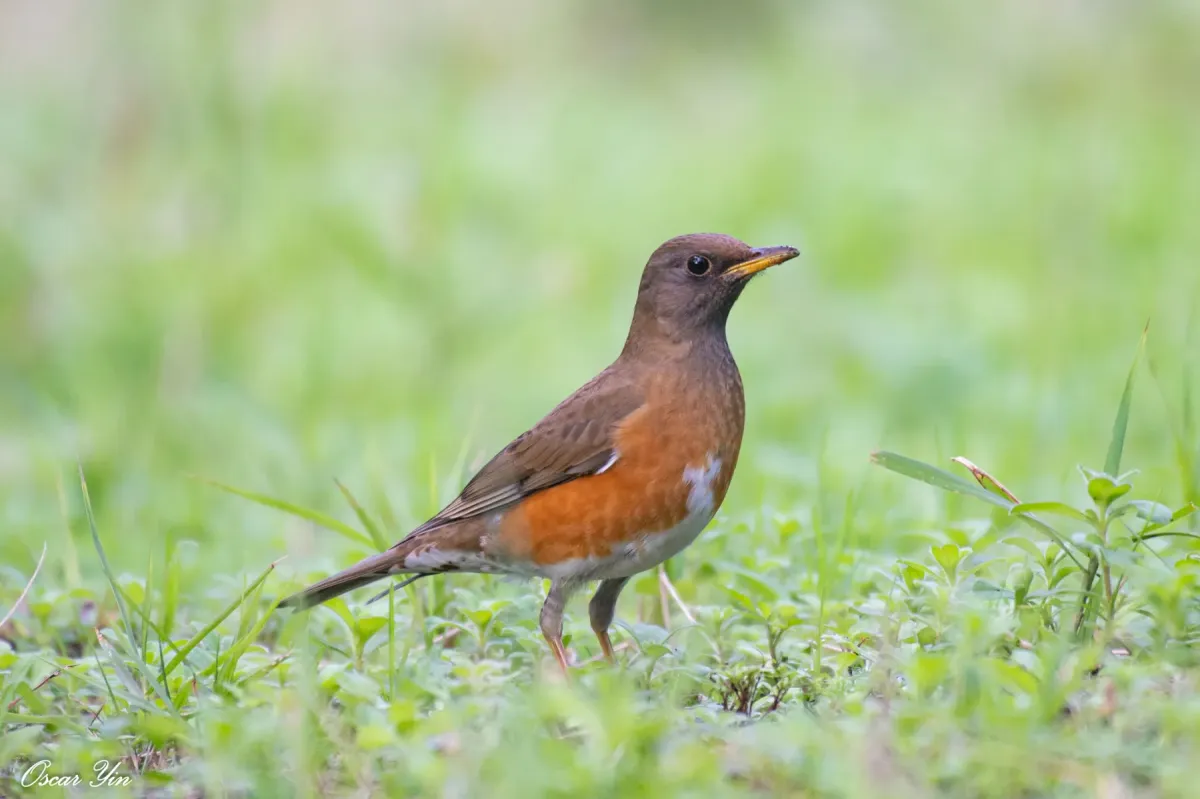 File:Turdus chrysolaus from iNaturalist photo 253455081.jpg