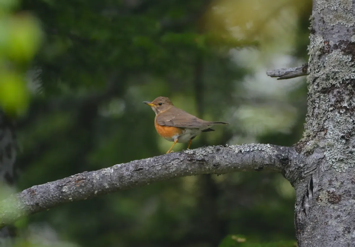 File:Turdus chrysolaus from iNaturalist photo 200976250.jpg