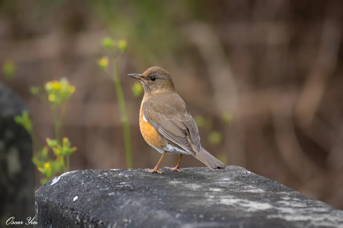 File:Turdus chrysolaus from iNaturalist photo 257108502.jpg
