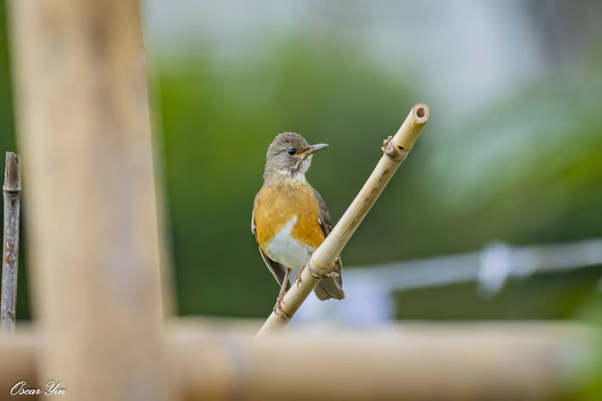 File:Turdus chrysolaus from iNaturalist photo 472460683.jpg