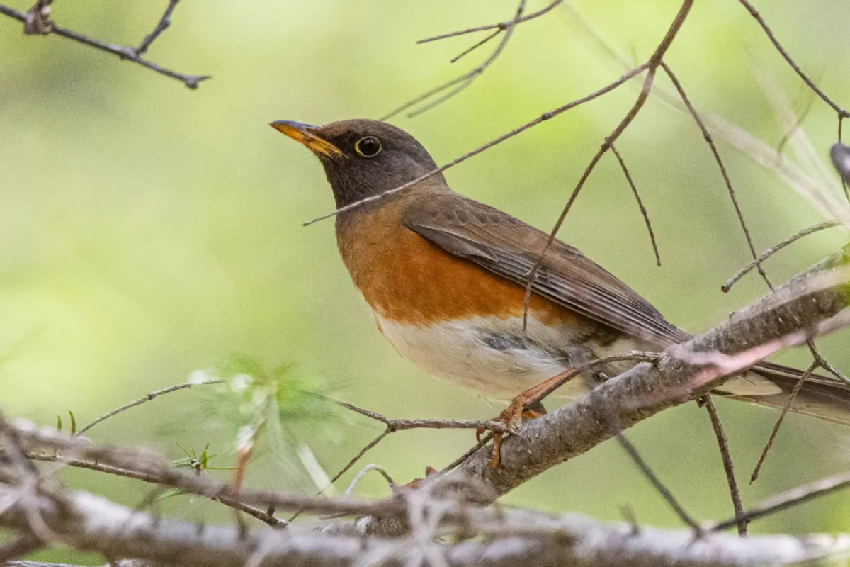 File:Turdus chrysolaus from iNaturalist photo 514551490.jpg