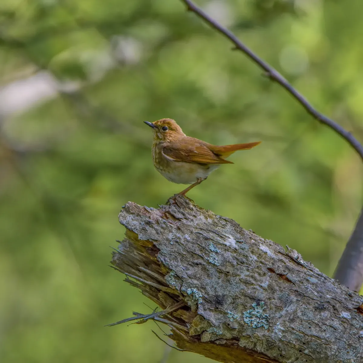 File:Larvivora sibilans from iNaturalist photo 136490299.jpg