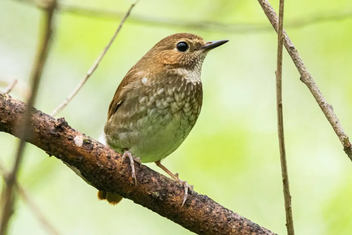 File:Larvivora sibilans from iNaturalist photo 514551369.jpg