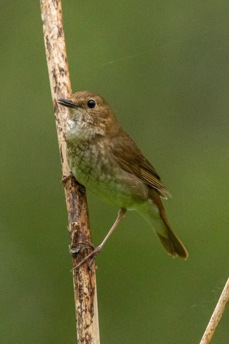 File:Larvivora sibilans from iNaturalist photo 517639706.jpg