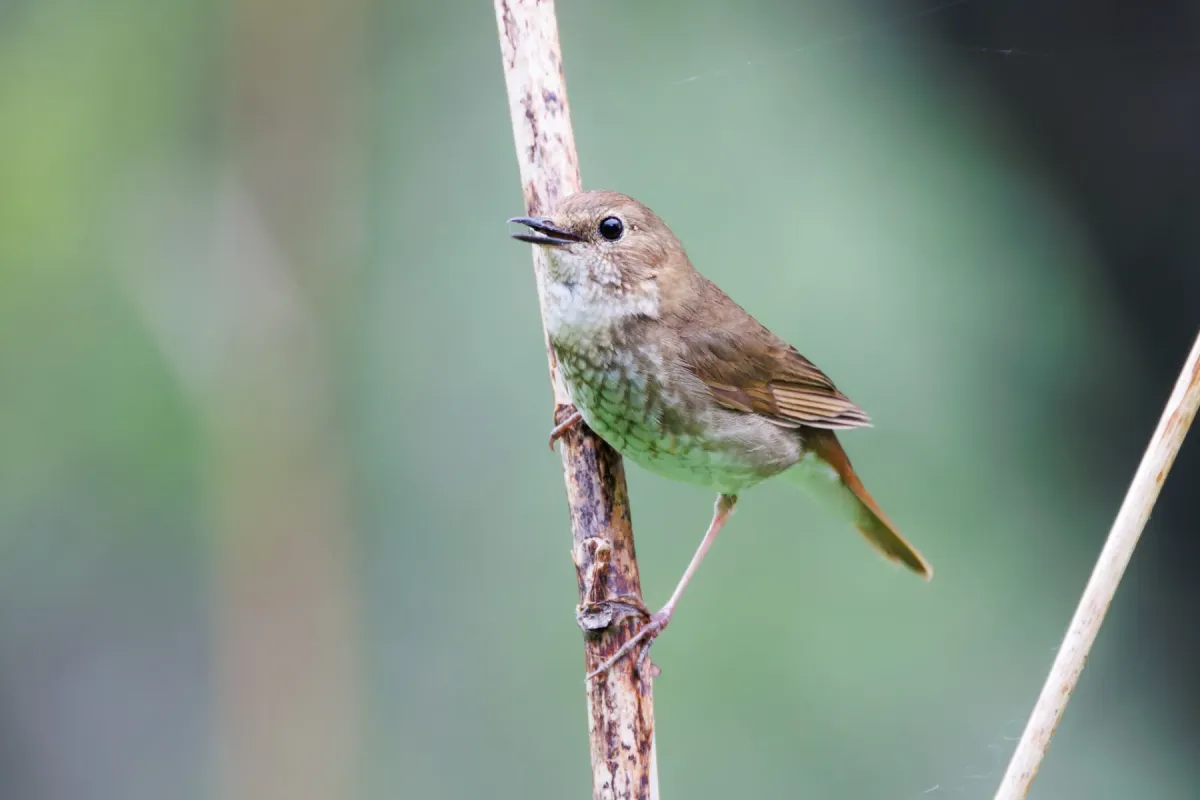 File:Larvivora sibilans from iNaturalist photo 518458165.jpg