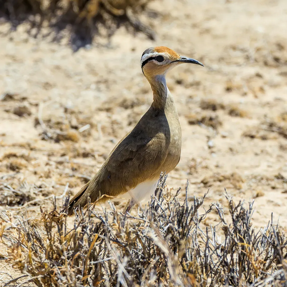 File:Cursorius somalensis, Buffalo Springs NP, Kenya 2.jpg