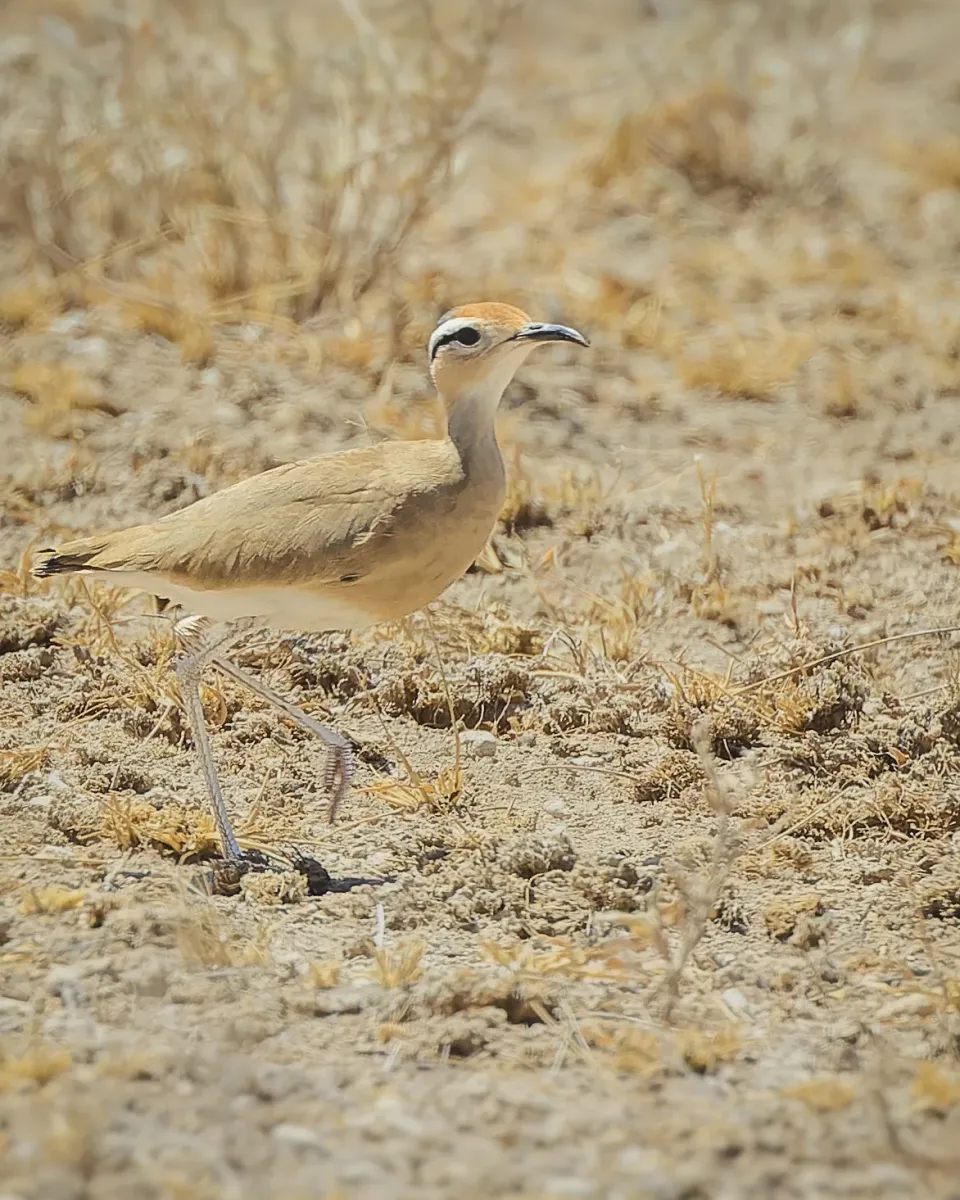 File:Cursorius somalensis, Buffalo Springs NP, Kenya 3.jpg