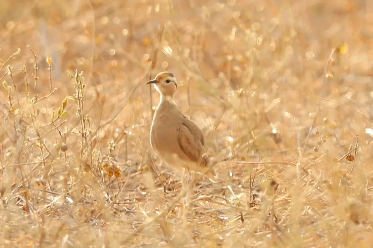 File:Cursorius somalensis, Tsavo East NP, Kenya 1.jpg