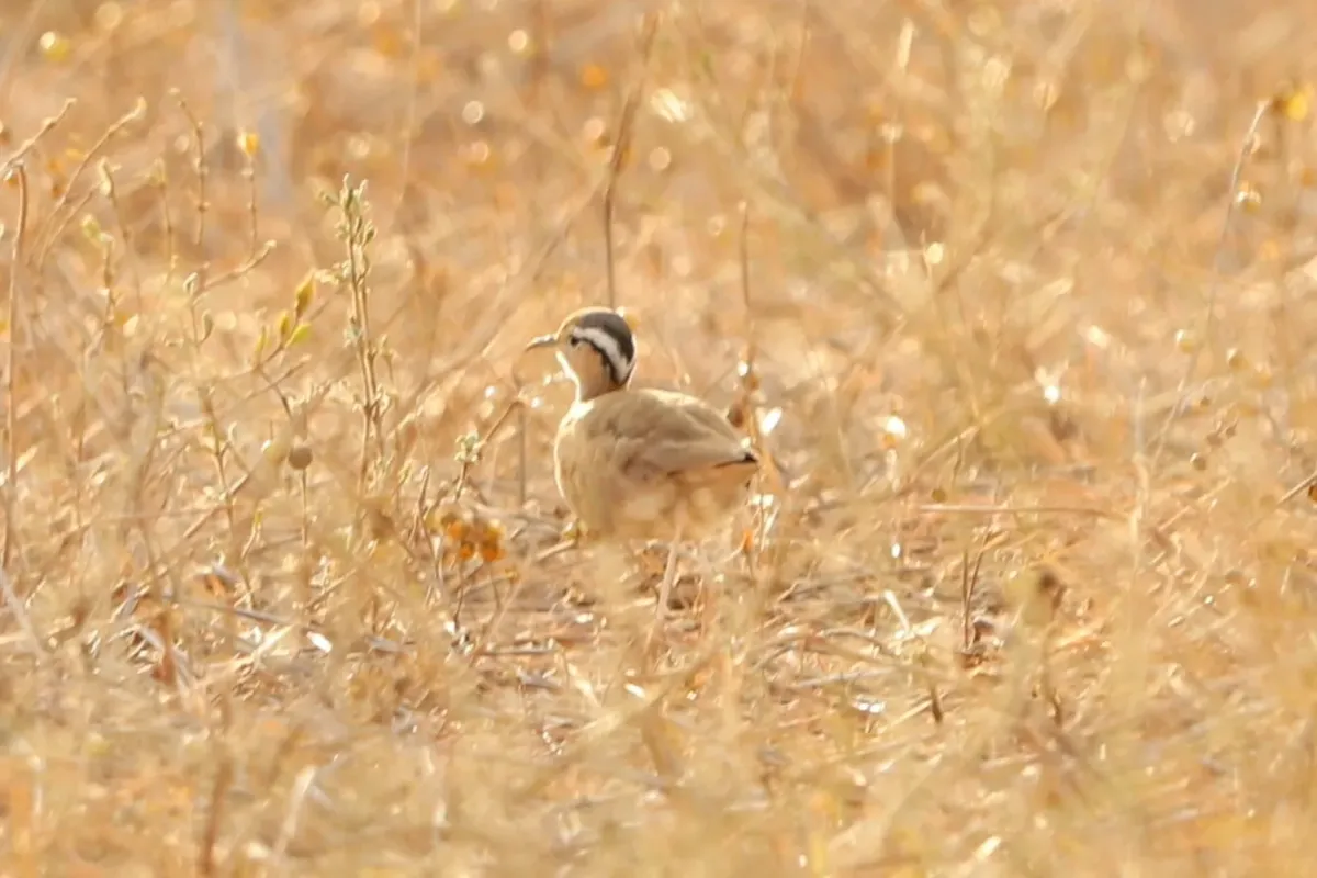 File:Cursorius somalensis, Tsavo East NP, Kenya 2.jpg