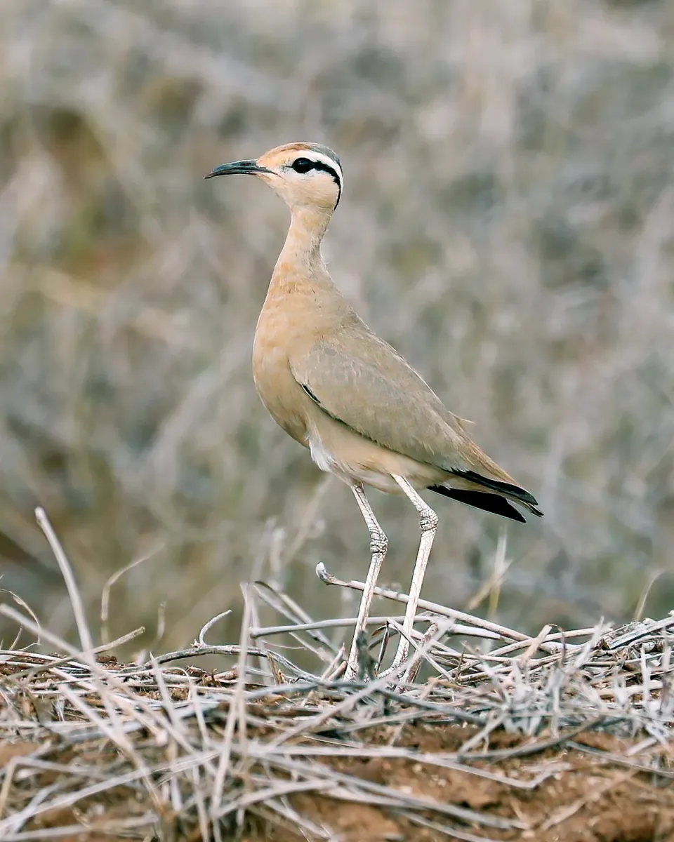 File:Cursorius somalensis, Tsavo East NP, Kenya 3.jpg
